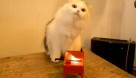 cat-theremin1